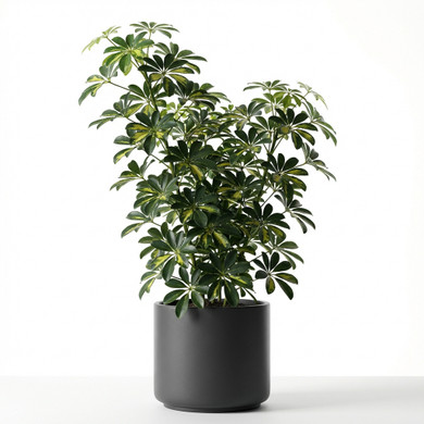 Schefflera arboricola 'Variegata'