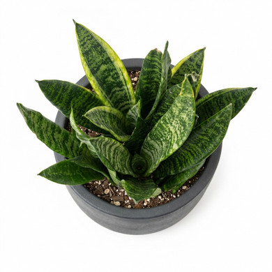 Echinocactus grusonii