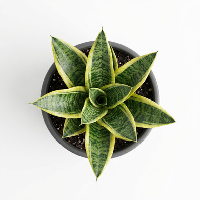 Dracaena trifasciata