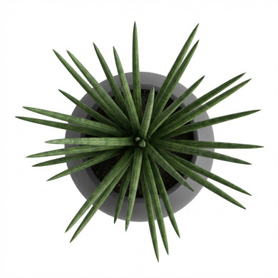 Dracaena trifasciata