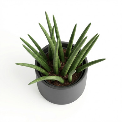 Dracaena trifasciata