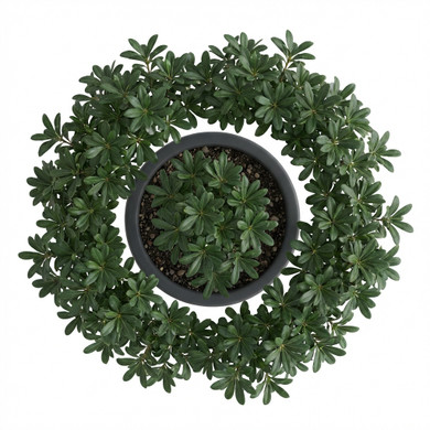 Heptapleurum arboricola