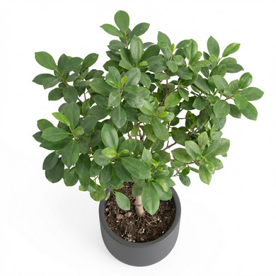 Ficus benjamina