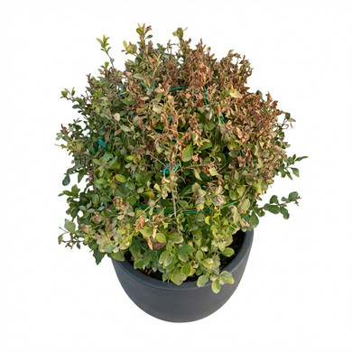 Origanum majorana