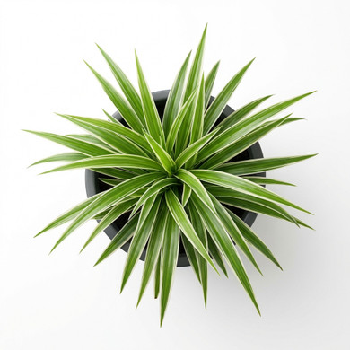 Chlorophytum comosum