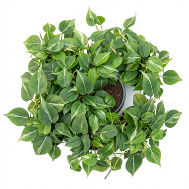 Philodendron hederaceum