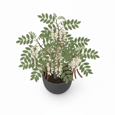Robinia pseudoacacia