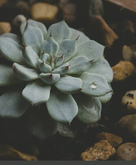  ما الذي تحتاجه النباتات الداخلية فعليًا للبقاء في المنازل في منازل العراق