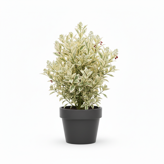 Skimmia Ghost 'Ghost'