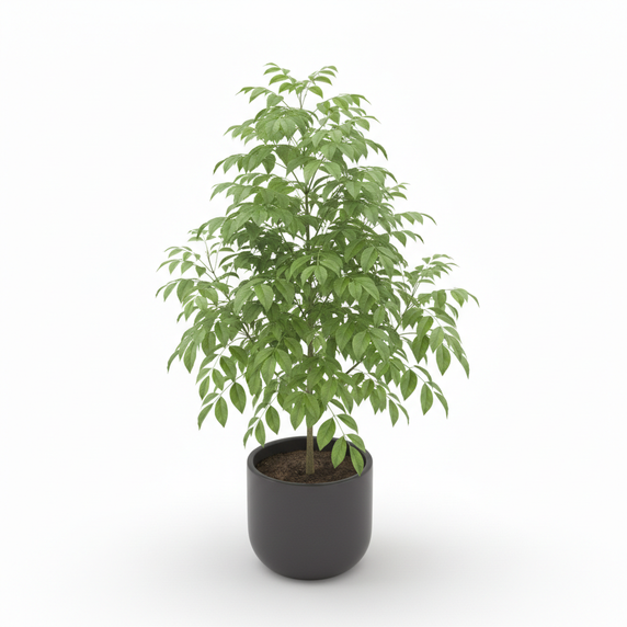 China Doll Plant