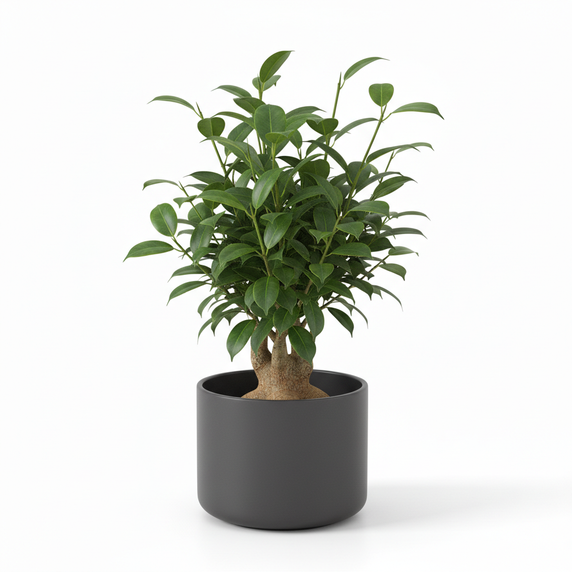 Ginseng Ficus Bonsai 'Ginseng'