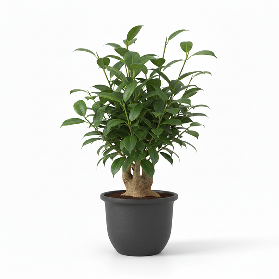 Ginseng Ficus Bonsai 'Ginseng'