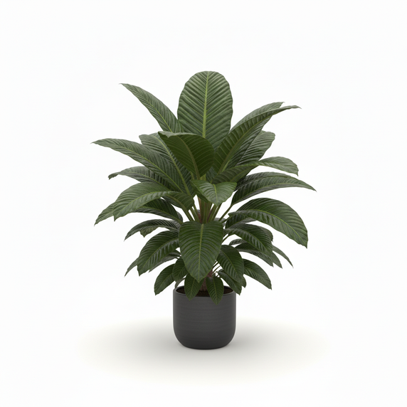 Jenmanii Ghost Anthurium 'Ghost'