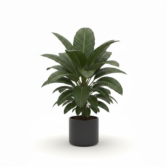 Jenmanii Ghost Anthurium 'Ghost'