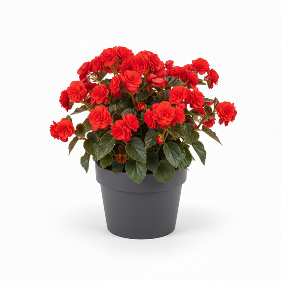 Iconia Begonia Standard 'Iconia Standard Red'