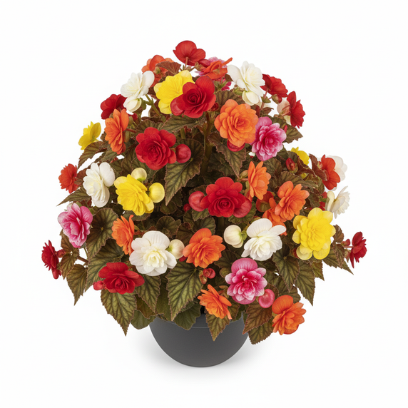 Iconia Begonia 'Pyramidal'