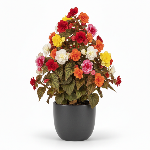 Iconia Begonia 'Pyramidal'