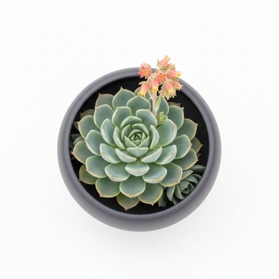 Echeveria