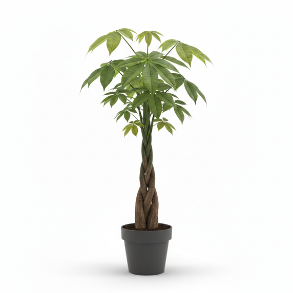 Money Tree 'Braided Trunk'