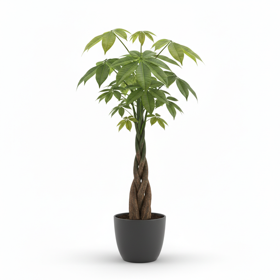 Money Tree 'Braided Trunk'
