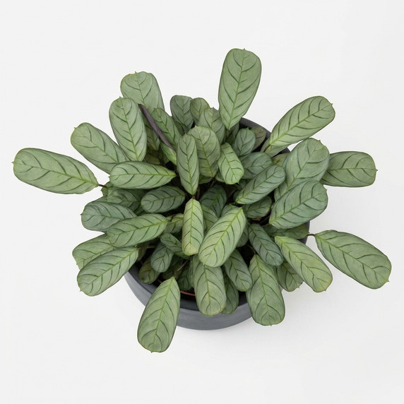 Goeppertia picturata