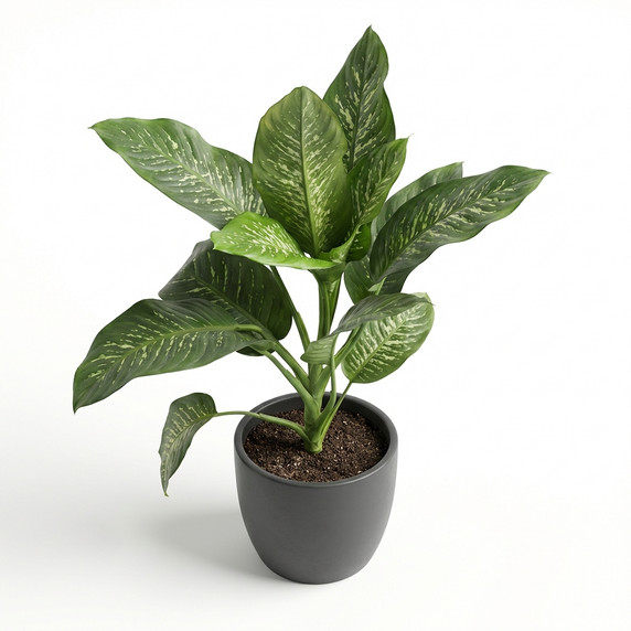 Dieffenbachia seguine