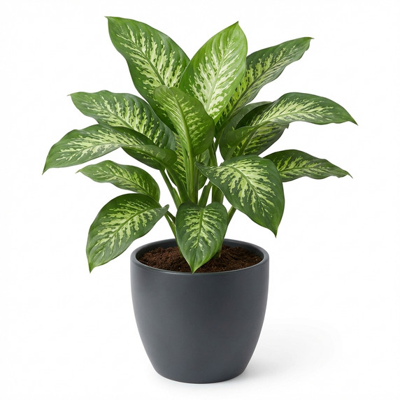 Dieffenbachia seguine