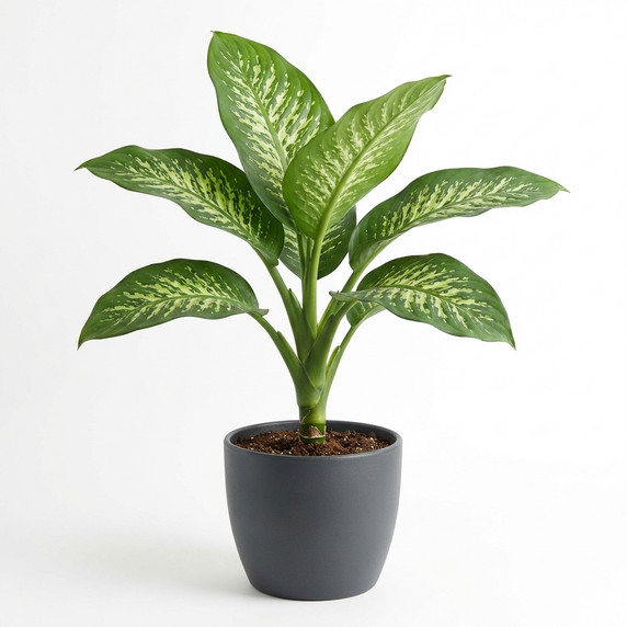 Dieffenbachia seguine