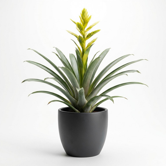 Guzmania lingulata