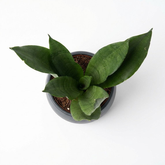 Dracaena trifasciata 'Hahnii' 'Hahnii (Dwarf/Bird’s Nest type)'