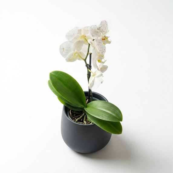 Phalaenopsis hybrids