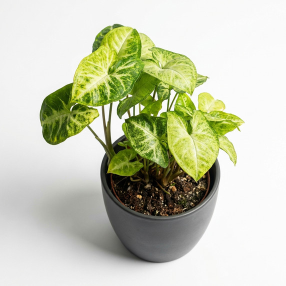 Syngonium podophyllum 'Variegated'