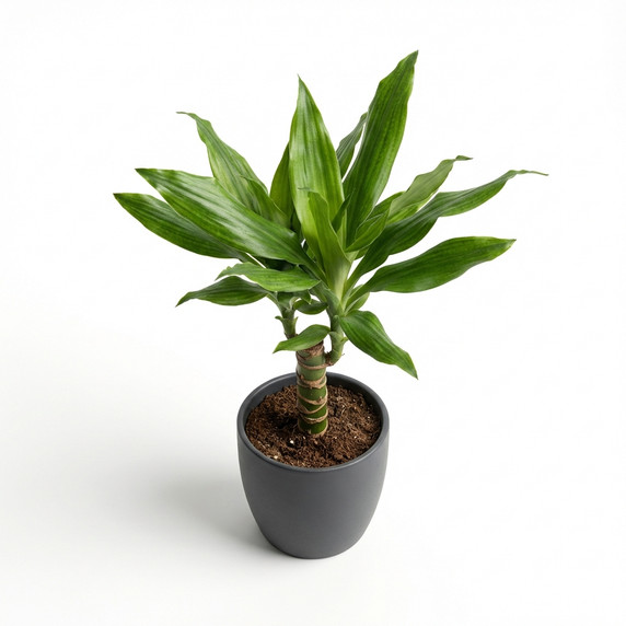 Dracaena fragrans 'Compacta' 'Compacta'