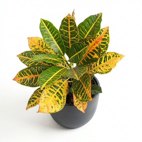 Codiaeum variegatum 'Aucubaefolius / Petra type (assorted)'