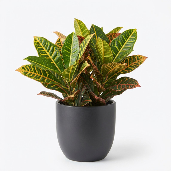 Codiaeum variegatum 'Aucubaefolius / Petra type (assorted)'