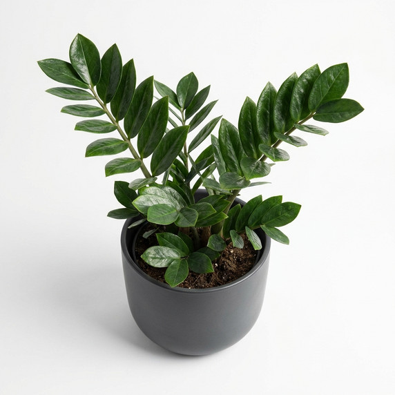 Zamioculcas zamiifolia