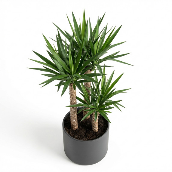 Yucca elephantipes 'Triple Cane'