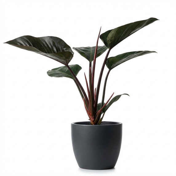 Philodendron 'Rojo Congo' 'Red Congo'