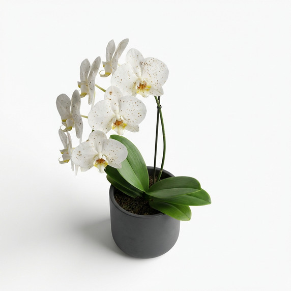 Phalaenopsis spp.