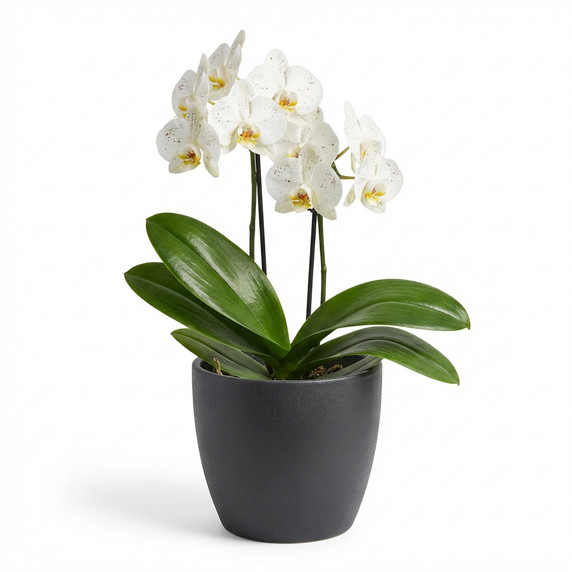 Phalaenopsis spp.