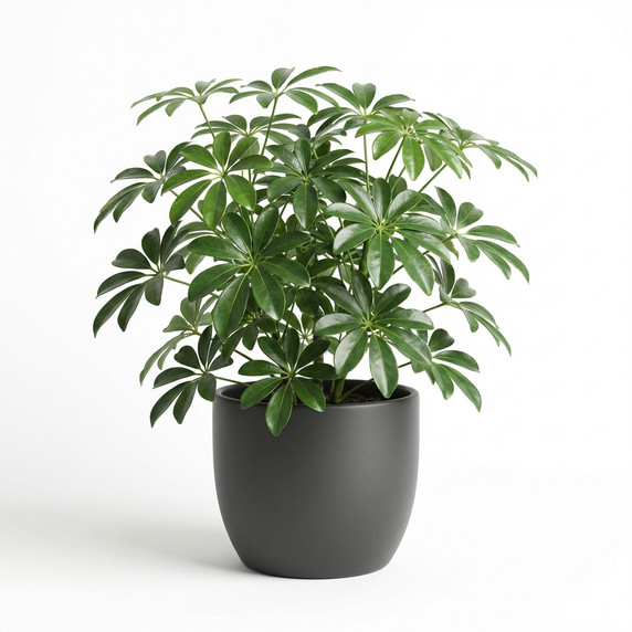 Heptapleurum arboricola