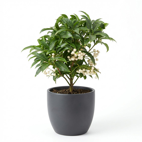 Ardisia crenata