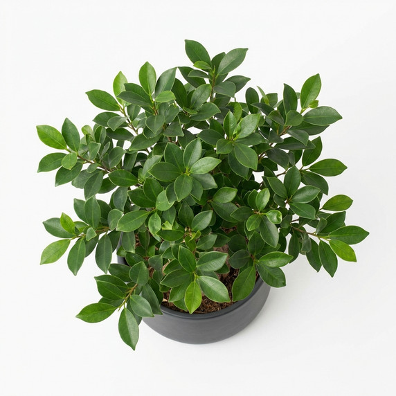 Weeping Fig 'Spiral Trunk'