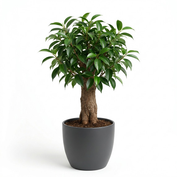 Weeping Fig 'Spiral Trunk'