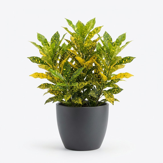 Codiaeum variegatum 'Aiston (variegated croton cultivar group)'