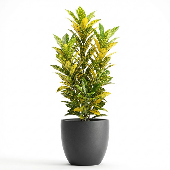 Codiaeum variegatum 'Aiston (variegated croton cultivar group)'