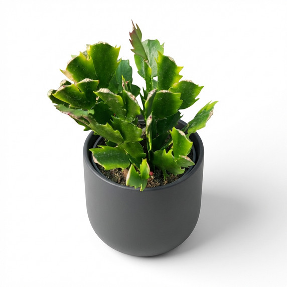 Schlumbergera truncata