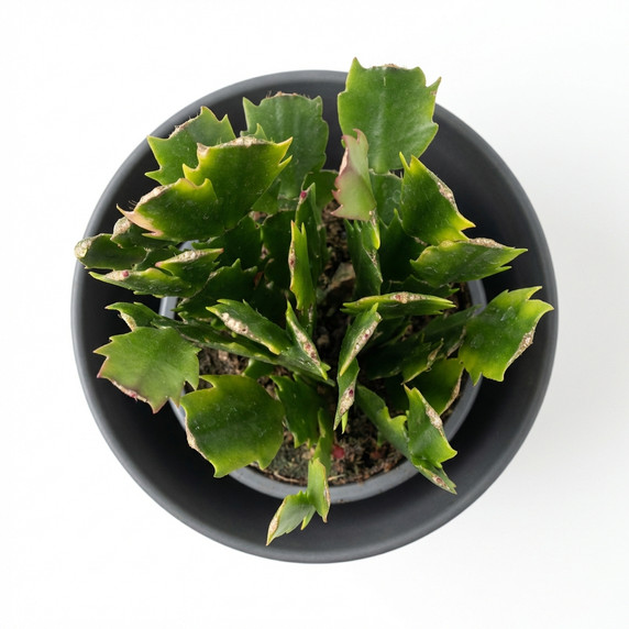 Schlumbergera truncata