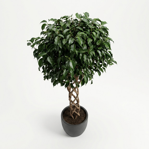 Ficus benjamina 'Round Topiary'