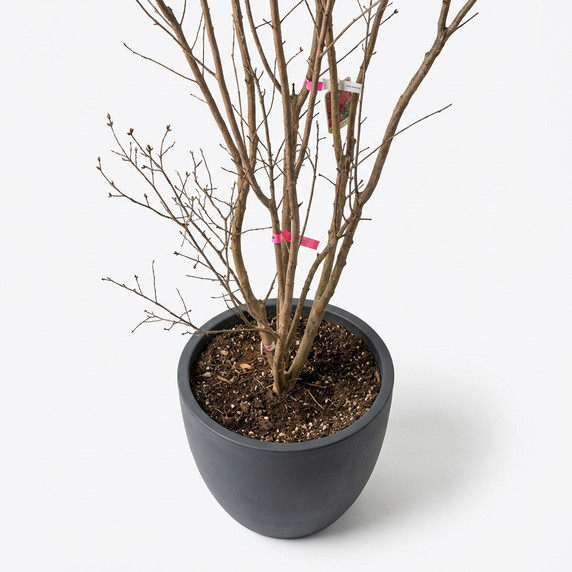 Lagerstroemia indica